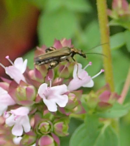 Oedemera flavipes